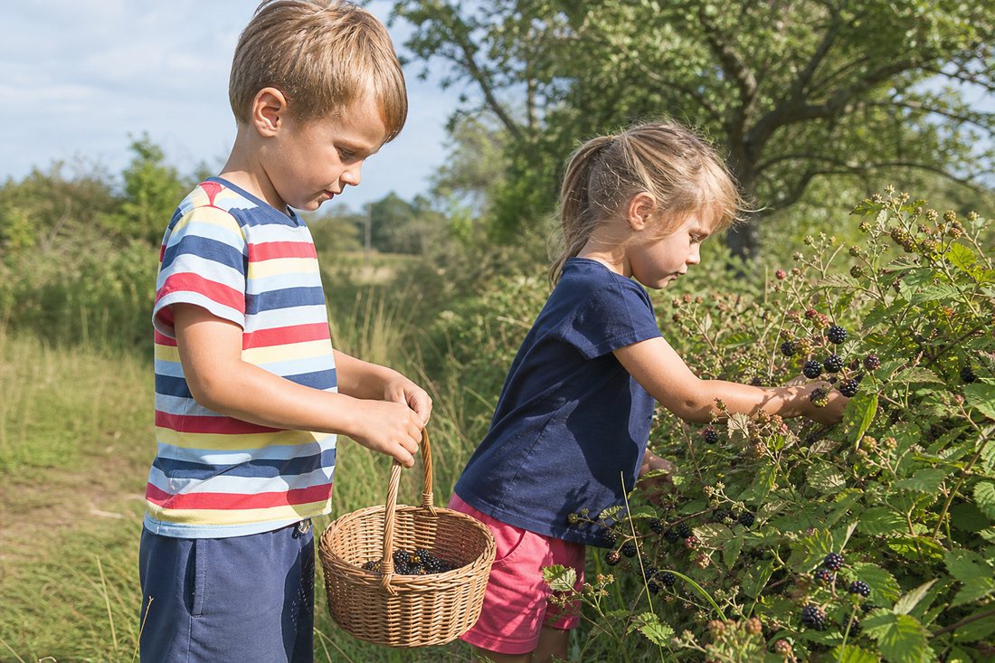 Kinderhaende pfluecken Brombeeren in einen kleinen Weidenkorb an einem sonnigen Feldrand.